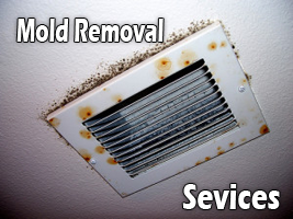 mold removal